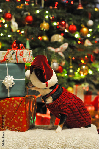 ein kleine Chihuahua richt das Große Geschenk box