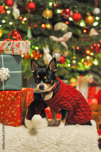 ein kleine Chihuahua sitzt neben  Große Geschenk boxen Weihnachtsmann Hund.