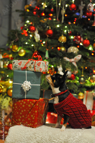 ein kleine Chihuahua guckt  auf die Große Geschenk boxen