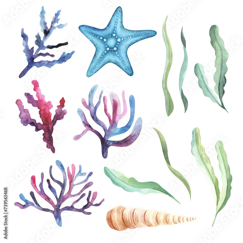 Set of watercolor seaweed and corals isolated on white. Hand drawn illustration. For design