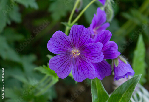 Geranium Magnificum  also known as the purple Cranesbill  is a hardy  flowering  herbaceous perennial plant. It is a hybrid of Geranium platypetalum and Geranium ibericum.