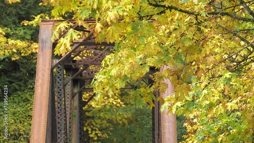 Maple trees in autumn season in Maplewood Roadside Park in Renton, Washington.  photo