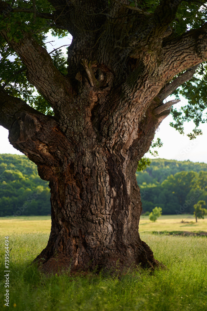 Gigantic oak on a pasture