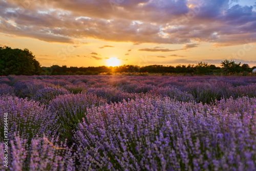 Blooming lavender at sunset