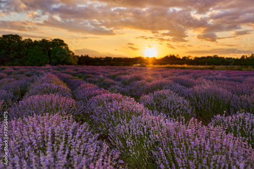 Blooming lavender at sunset