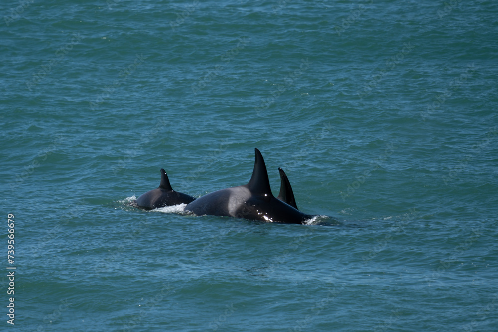 Fototapeta premium Orcas are staying next to Valdés peninsula. Killer whales are hunting seals near the coast. Endangered whale near the surface.