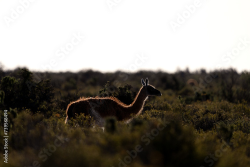 Herd of guanaco llama in Patagonia. Vast wild land in Argentina. Llamas in Valdés peninsula.  