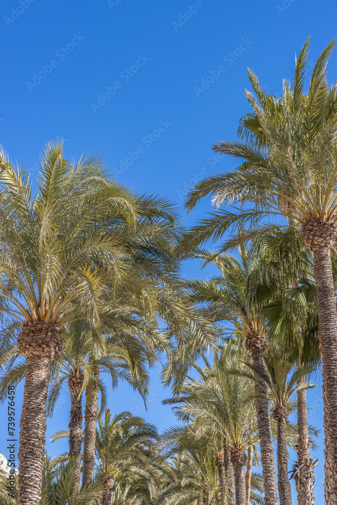 Alicante, Spain - January 5 2024 Alicante, Spain - January 5 2024