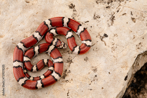 Red milk snake (Lampropeltis triangulum)