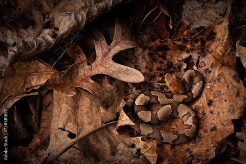 Eastern copperhead snake (Agkistrodon contortrix) photo