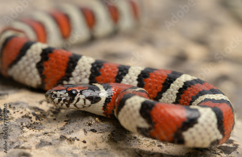 Western milk snake (Lampropeltis gentilis)