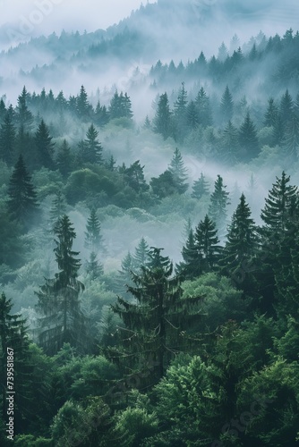 Misty fir forest landscape