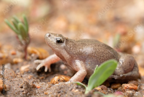 Western narrow-mouthed toad (Gastrophryne olivacea)