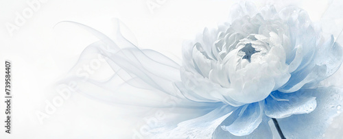 Panel kuchenny z motywem Pastelowy kwiat piwonia. Abstrakcyjna tapeta. Puste miejsce. Jasne tło