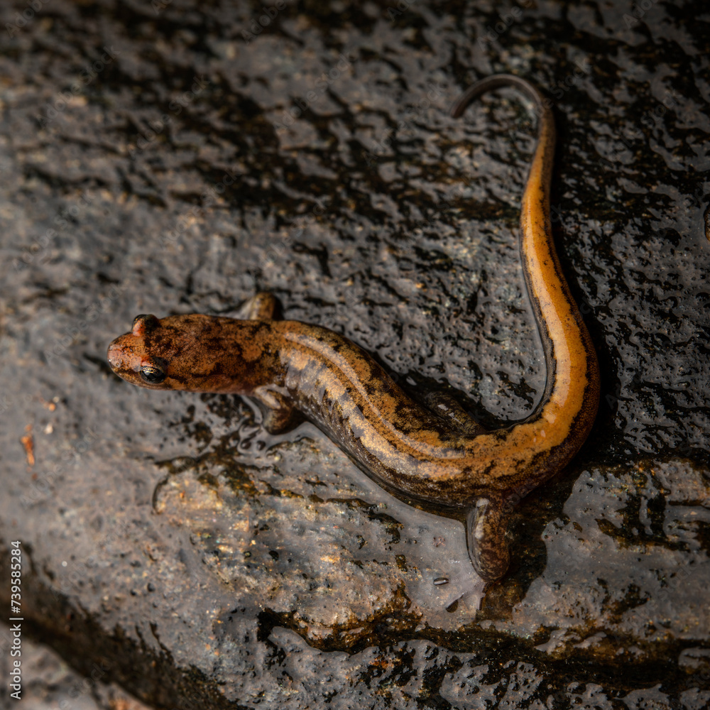 Blue ridge dusky salamander (Desmognathus orestes) Blue ridge dusky salamander (Desmognathus orestes)