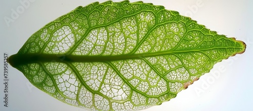 Macro close-up of a vibrant green leaf with intricate veins pattern