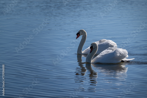 Mute Swan Courting  Cameron Park Lake