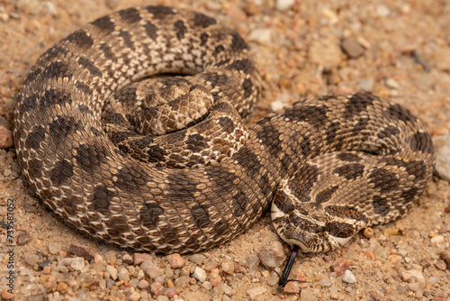 Western hognose snake (Heterodon nasicus)
