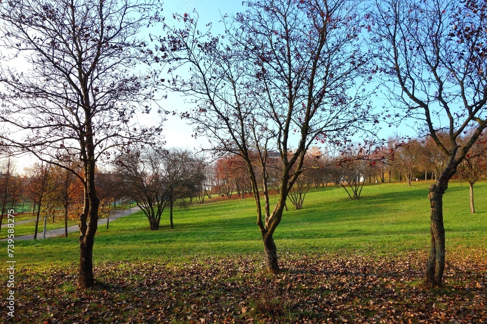 Obraz premium Photo prepared for the calendar mid-November - beautiful colorful landscape fallen leaves in autumn , bare mountain ash trees in the distance blue and white sky and green field with grass