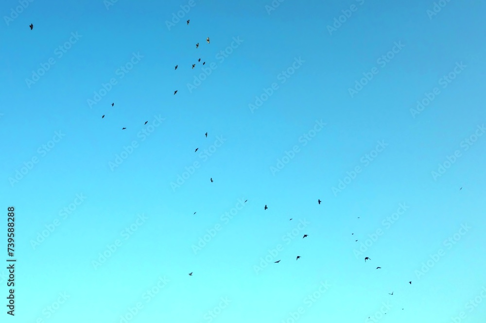 A flock of birds in the bright blue sky