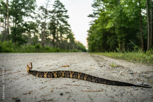 Northern cottonmouth (Agkistrodon piscivorus)