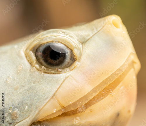 Ornate diamondback terrapin (Malaclemys terrapin macrospilota)