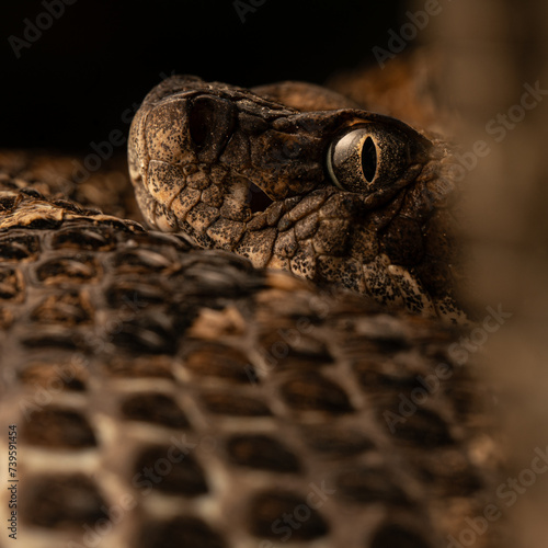 Timber rattlesnake (Crotalus horridus) close up