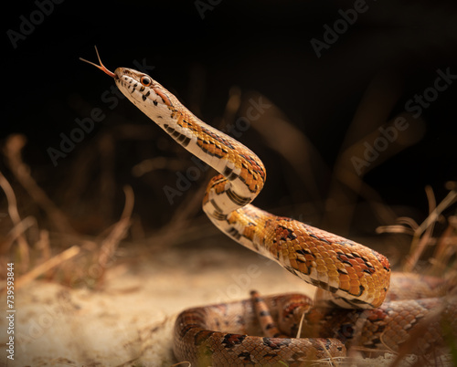 Картината върху платно Corn snake (Pantherophis guttatus)