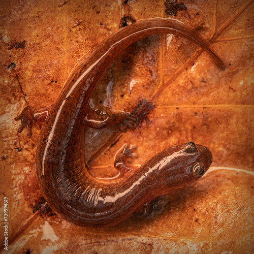 Gulf coast mud salamander (Psuedotriton montanus flavissimus) photo