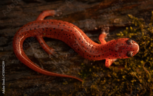 Eastern mud salamander (Psuedotriton montanus montanus)