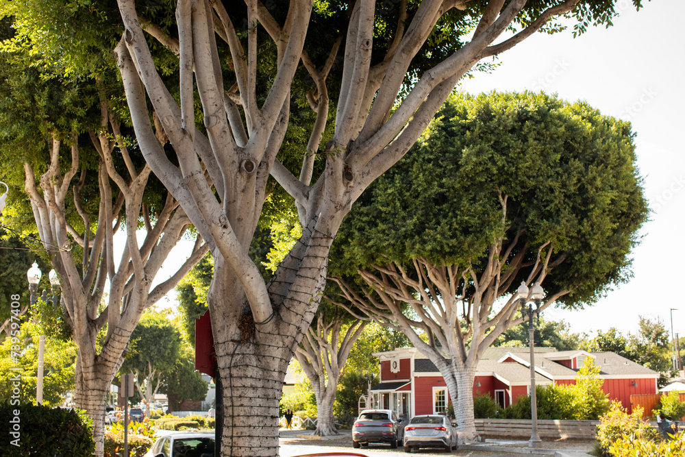 Afternoon sunlight shines on ficus trees that line the streets of historic downtown Tustin, California, USA. - obrazy, fototapety, plakaty 