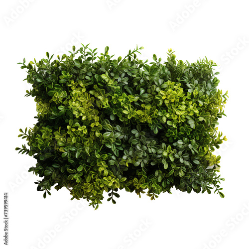 Flower shrub bush fence tree isolated plant on transparent background