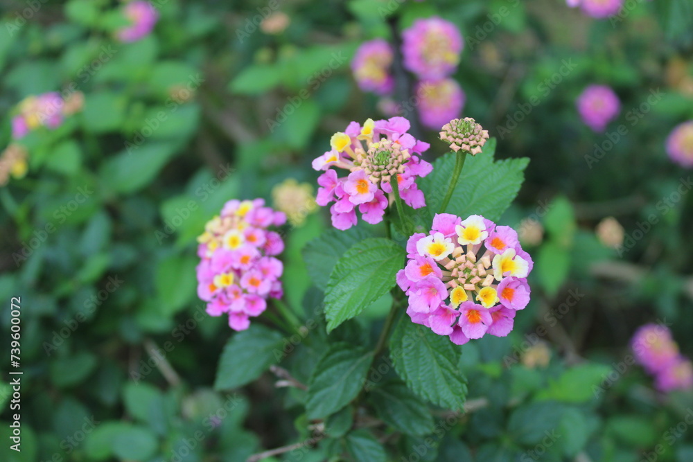 Lantana camara (common lantana) is a species of flowering plant within the verbena family (Verbenaceae), native to the American tropics Lantana camara (common lantana) is a species of flowering plant within the verbena family (Verbenaceae), native to the American tropics