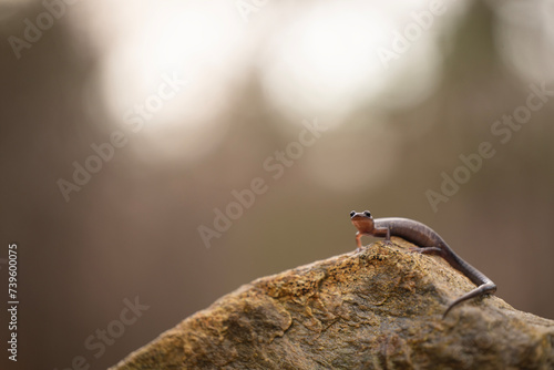 Blacksburg salamander (Plethodon jacksoni) photo