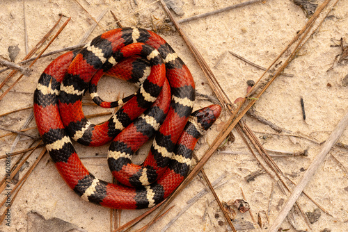 Scarlet king snake (Lampropeltis elapsoides)