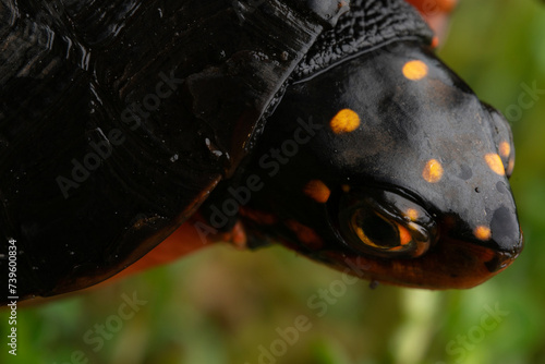 Spotted turtle (Clemmys guttata) photo