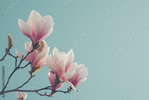 Minimalistic still life or internet banner featuring beautiful pink magnolia flowers on a soft blue backdrop