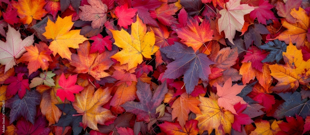 Vibrant and Colorful Fall Autumn Leaves Background with Leaf Pile in Forest Vibrant and Colorful Fall Autumn Leaves Background with Leaf Pile in Forest
