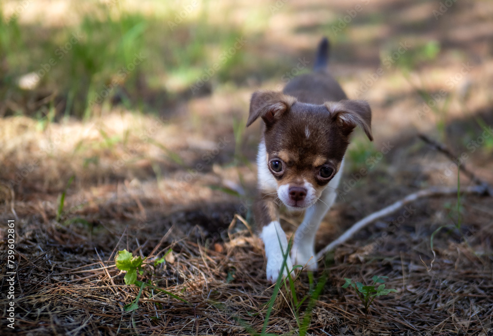 A curious Chihuahua puppy explores the forest floor, displaying an eagerness to discover the world around it. A curious Chihuahua puppy explores the forest floor, displaying an eagerness to discover the world around it.