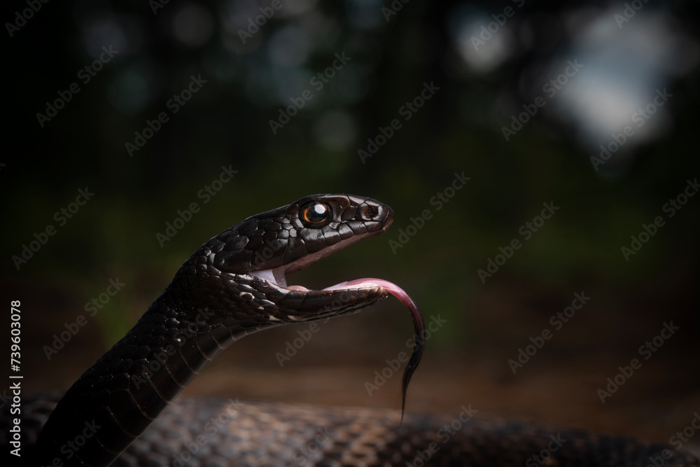 Fototapeta premium Coachwhip (Masticophis flagellum) in forest