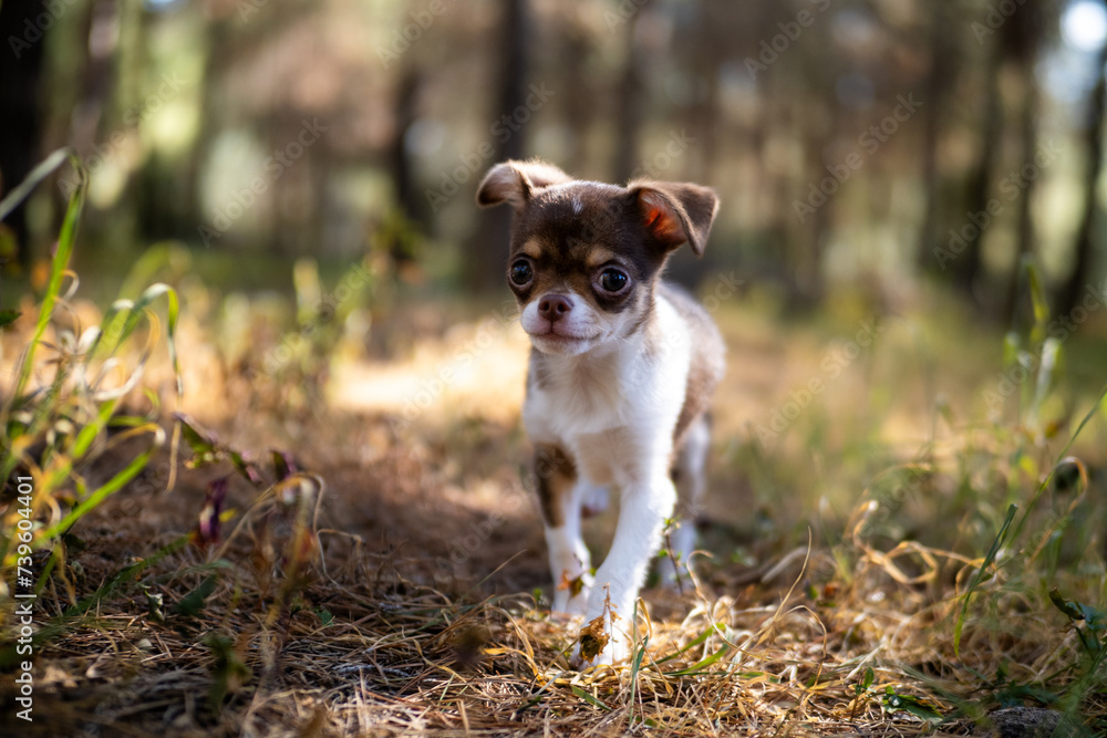 With an inquisitive look, a Chihuahua puppy pauses on a sunlit path surrounded by autumn leaves and soft shadows.