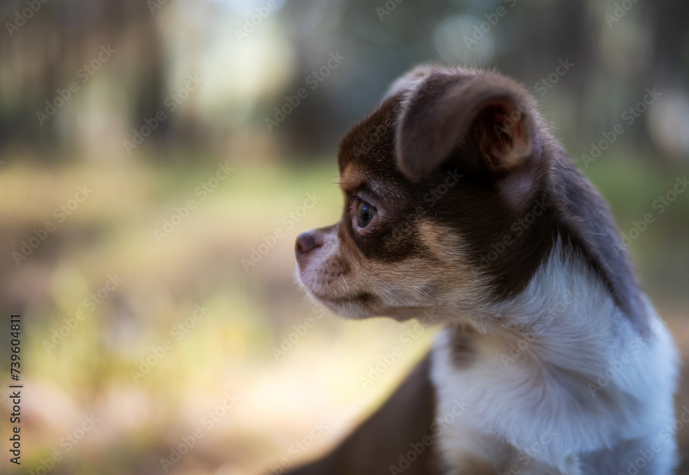 A Chihuahua puppy stands amidst a scatter of autumn leaves, its gaze reflecting the changing season. A Chihuahua puppy stands amidst a scatter of autumn leaves, its gaze reflecting the changing season.