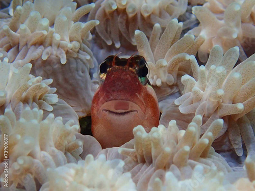 Blenny head out of tropical coral