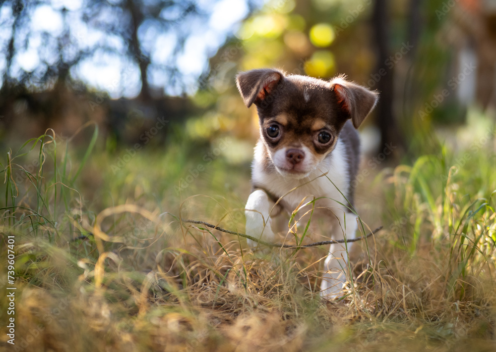 The soft golden tones of the grass complement the playful nature of a small Chihuahua puppy in a rustic setting.