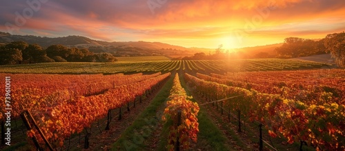 Tranquil vineyard landscape at sunset with colorful sky and lush grape vines