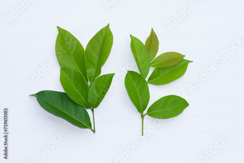 Fototapeta Naklejka Na Ścianę i Meble -  Bay leaves on a white background, bay leaves are an alternative ingredient for traditional medicine, cooking ingredients