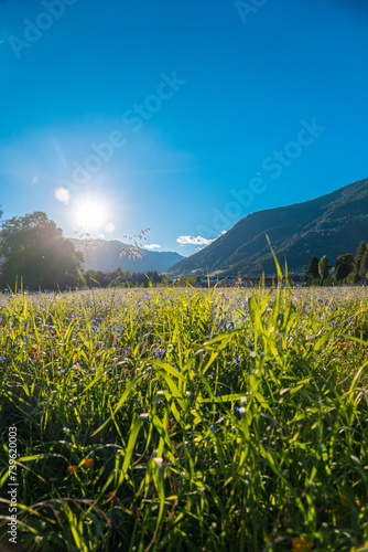 Blooming alpine meadow in the mountains.Beautiful mountain view on a summer day. Field herbs and flowers in the sun. Alpine meadow in the mountains of Austria.