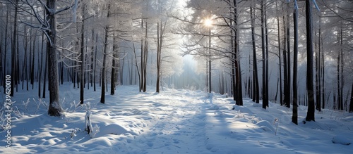 The suns rays filter through the trees on a snowy woodland path, creating a beautiful natural landscape in freezing temperatures © TheWaterMeloonProjec