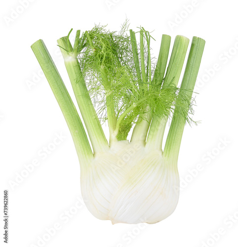 Fennel bulb isolated on transparent png