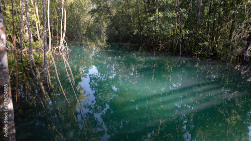 Tropical estuary creek waterway and coastal environment.